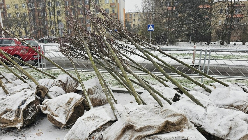 Kolejne wyrośnięte drzewa sadzą w Kielcach. Czy to dobra pora na sadzenie?  