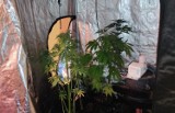 Domowa uprawa marihuany zlikwidowana przez policję ze Zduńskiej Woli 