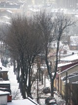Jak wygląda troska o drzewa na przykładzie dzielnicy Kośminek (materiał Dziennikarza Obywatelskiego)