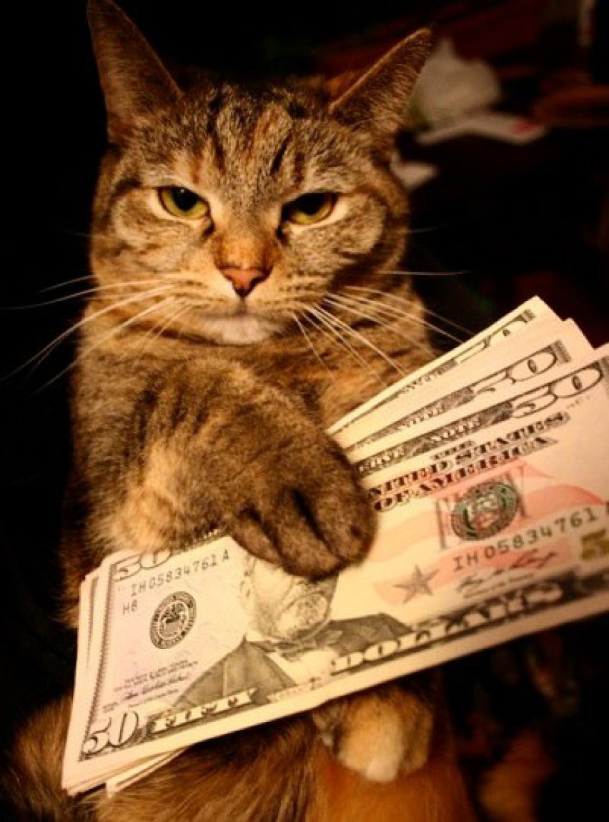 Cashcats: te koty to prawdziwe grube ryby! [GALERIA]