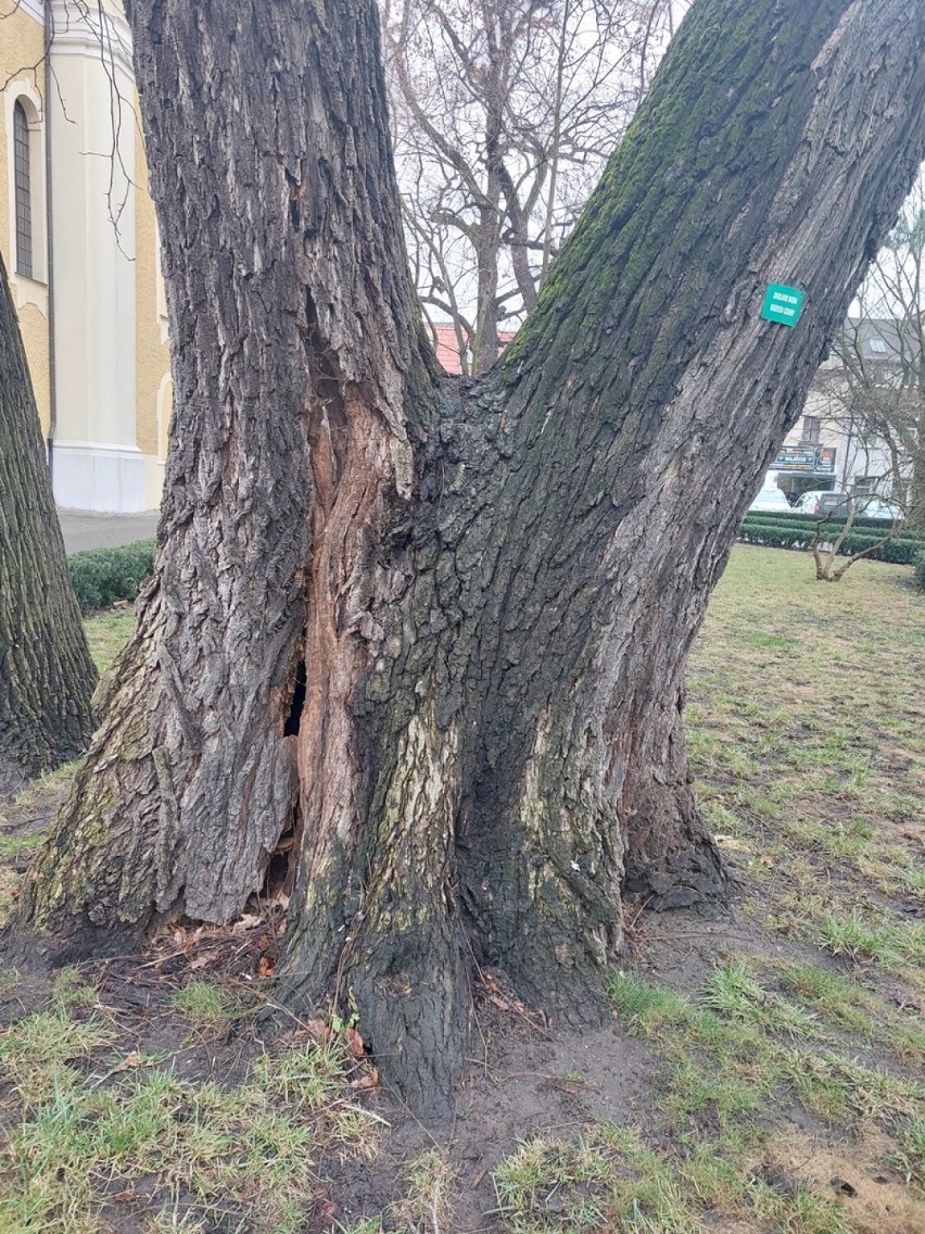 Czy zabytkowe drzewo przetrwa? [ZDJĘCIA]                