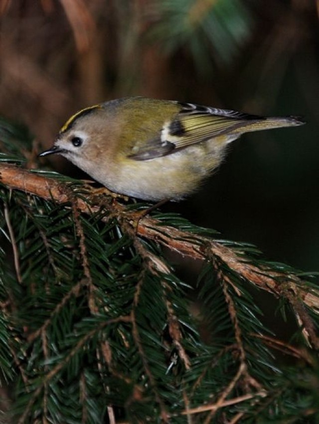 Mysikrólik zwyczajny (Regulus regulus)