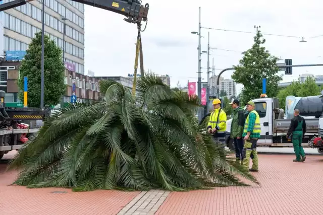 Cztery 5-metrowe palmy, a dokładnie feniksy kanaryjskie znów pojawiły się na katowickim Rynku. Ogromne drzewa mają swoje imiona. To Grażyna, Ania, Kasia i Stasia