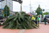 Katowice. Egzotyczne palmy znów na rynku!  Poznajcie Grażynę, Anię, Kasię i Stasię