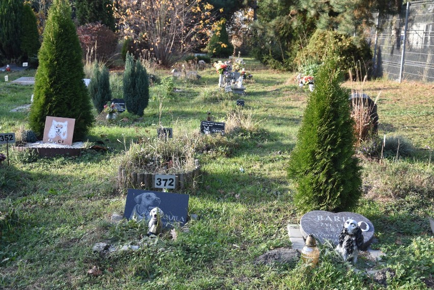 Na cmentarzu pochowane są m.in. psy, koty i króliki