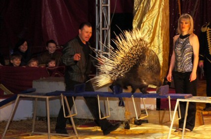 Największe cyrkowe show w kraju -  Cyrk Zalewski w Zielonej Górze!