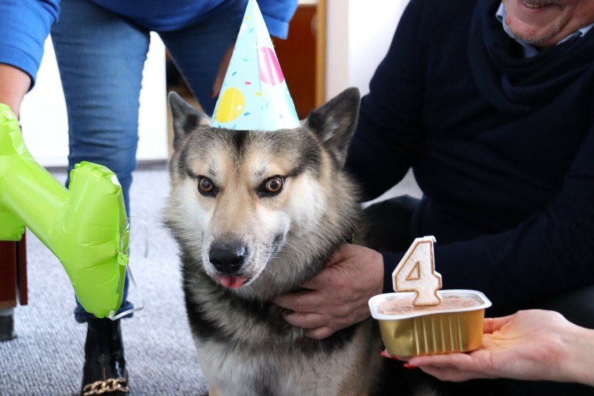 Czako świętował 4. urodziny. Zwierzak znalazł kochający dom...