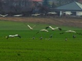 Żurawie siadły na polach lubuskiej wsi Kadłubia pod Żarami