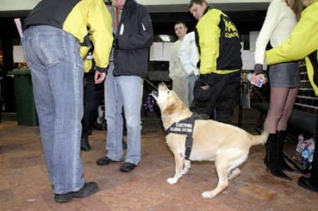 Labrador świetnie spisał się podczas policyjnej akcji.