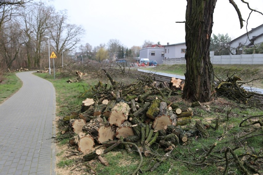 Wolsztyn: Wycinka drzew w mieście wzbudza kontrowersje 