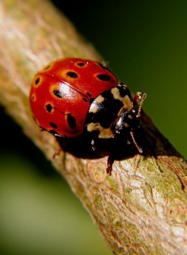 Oczatka (Anatis ocellata)