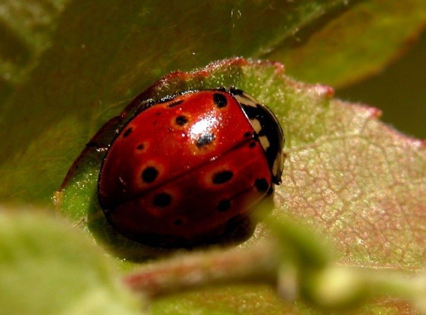 Oczatka (Anatis ocellata)