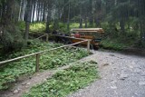 Tatry. Obrońcy zwierząt chcą zakazu wjazdu koni na Wiktorówki 