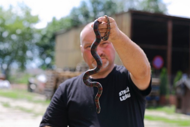Znaleźli węża na ul. Piastowskiej w Piotrkowie, gad trafił już do leśnej osady w Kole