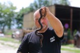 Znaleźli węża na ul. Piastowskiej w Piotrkowie