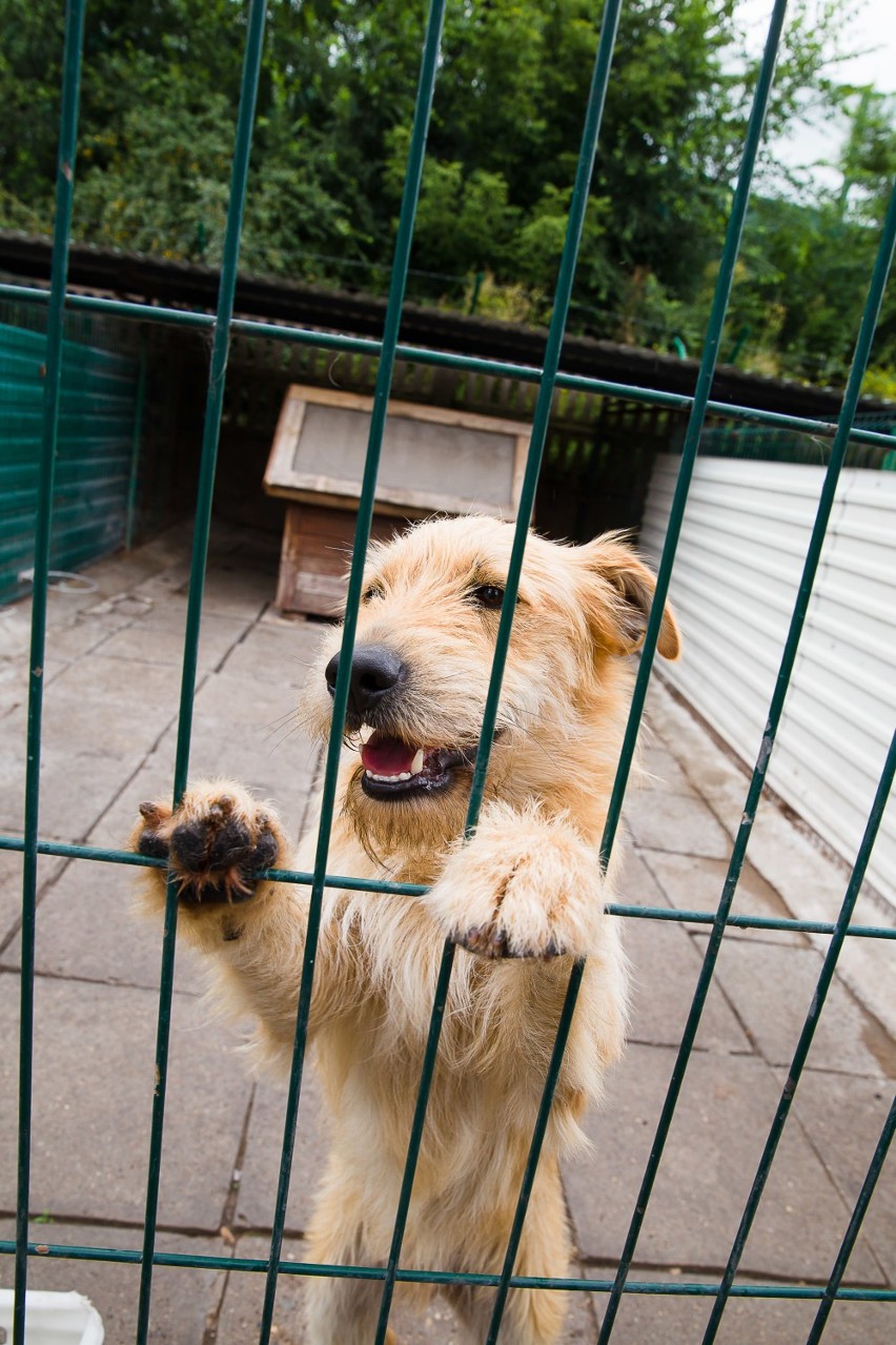 Więźniowie i wychowankowie poprawczaka zaopiekują się psami z białostockiego schroniska