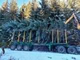 Z Nadleśnictwa Nawojowa do Krakowa. Gigantyczna jodła stanie pod Oknem Papieskim