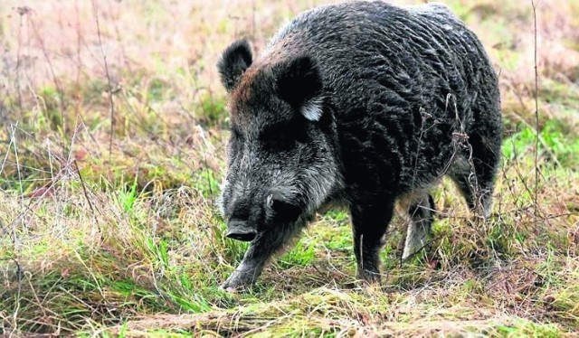 Wirus afrykańskiego pomoru świń nadal stanowi zagrożenie. Został stwierdzony w kolejnej gminie w województwie opolskim.