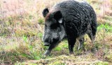 Afrykański pomór świń stwierdzony w kolejnej gminie w województwie opolskim