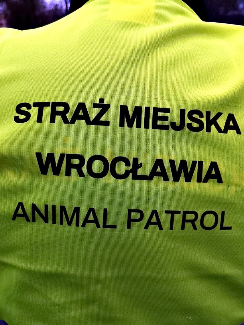 Animalpatrol we Wrocławiu! Nowy oddział straży miejskiej już działa [ZDJĘCIA]