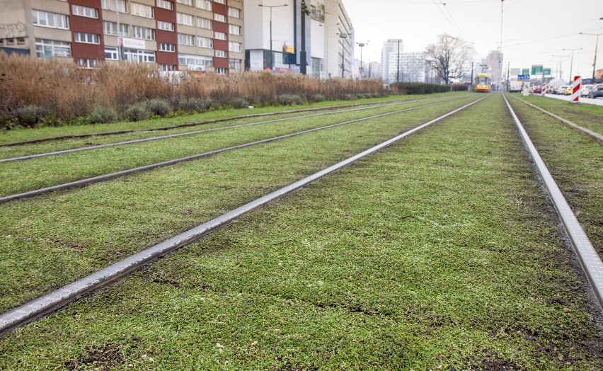 Kolejne tory tramwajowe w Warszawie zostały zazielenione. Tym razem rozchodnikiem pokryto tory w centrum stolicy