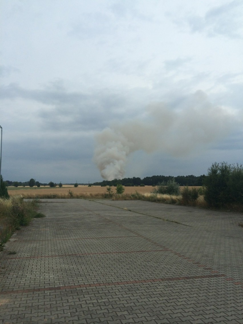 Ogromny pożar zboża na pniu w Daleszynku na powierzchni 25...