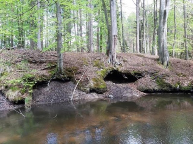 Niski poziom wody w rzece Gowienica.