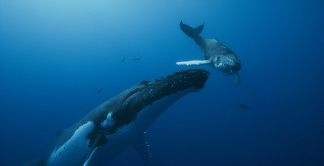 "Pieśni wielorybów"