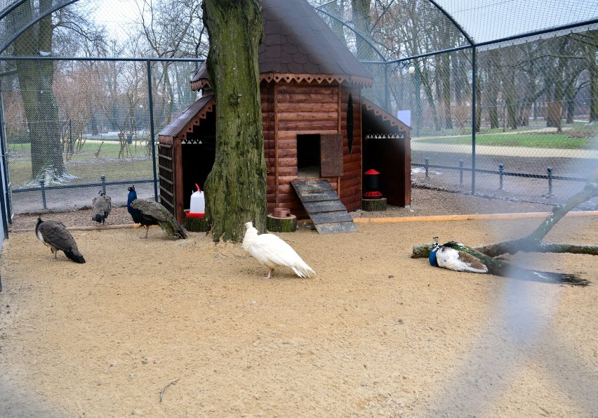 Pawie w Ogrodzie Saskim w Lublinie wreszcie w komplecie
