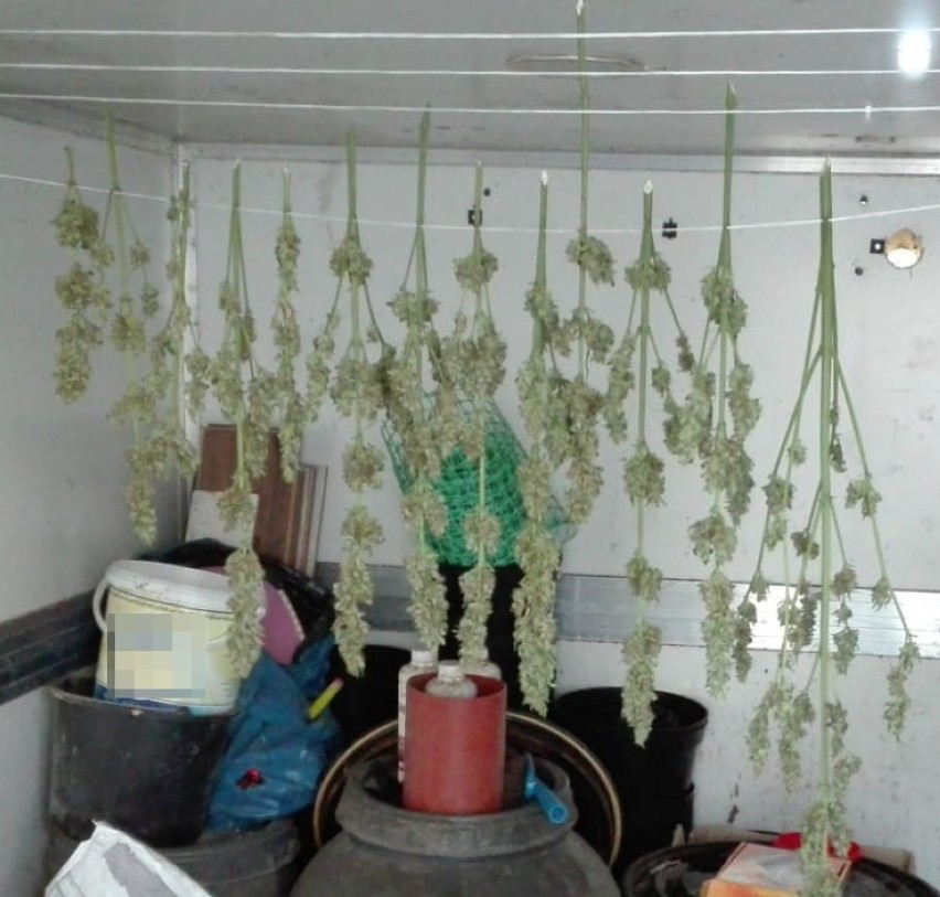 Pod Kaliszem policja zlikwidowała plantację marihuany