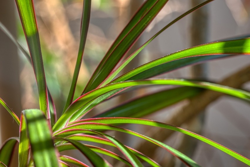 Dracena obrzeżona to najbardziej popularny gatunek tych...