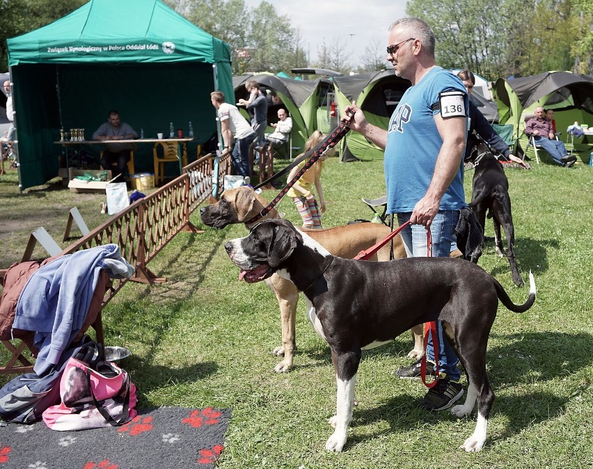 Międzynarodowa Wystawa Psów Rasowych w Łodzi