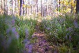 Cicha i spokojna Choszczówka. Piękny las z mnóstwem ścieżek spacerowych poleca się na wycieczkę