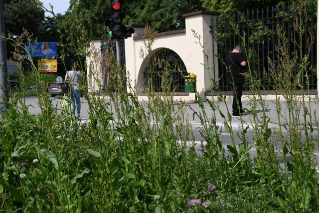 Kielczanie alarmują redakcję „Echa Dnia”, że miasto zamienia się… w „busz”. Skarżą się, że mimo iż mamy koniec maja to trawy są nieskoszone, w wielu miejscach wyginają się, zasłaniając chodniki. Sprawdziliśmy i wyrośnięte trawy faktycznie można spotkać w całym mieście choć są też ulice, na których była już „przycinka” w tym sezonie. Specyficznie wyglądają miejsca wystrzyżone przez spółdzielnie mieszkaniowe, kontrastujące z zaroślami na terenach miejskich.

Danuta Papaj pełnomocnik prezydenta Kielc wyjaśnia,  że akcja koszenia traw rozpocznie się w sobotę, 1 czerwca. Tłumaczy, że intensywne opady deszczu spowodowały, że pracownicy zieleni dopiero teraz kończą nasadzenia roślin. Sprawę dobrze zna też Arkadiusz Kubiec, zastępca prezydenta Kielc zajmujący się miedzy innymi ochroną środowiska.  Wyjaśnia, że pogoda ostatnio bardzo sprzyja wzrostowi traw ale nie jest odpowiednia do koszenia. - Po ostatnich ulewnych deszczach sprzęt nie mógł wjechać na podmokłe tereny. Mogę jednak zapewnić, że teraz ostro bierzemy się w tym względzie do pracy – dodał prezydent.

>>> ZOBACZ WIĘCEJ NA KOLEJNYCH ZDJĘCIACH 