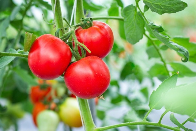 Pomidory to jedne z najbardziej lubianych warzyw, są także bardzo zdrowe.