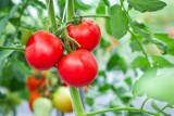 Kiedy sadzić pomidory? Termin jest ważny, ale musisz pamiętać jeszcze o kilku rzeczach. Sprawdź, o co zadbać, by mieć mnóstwo pomidorów