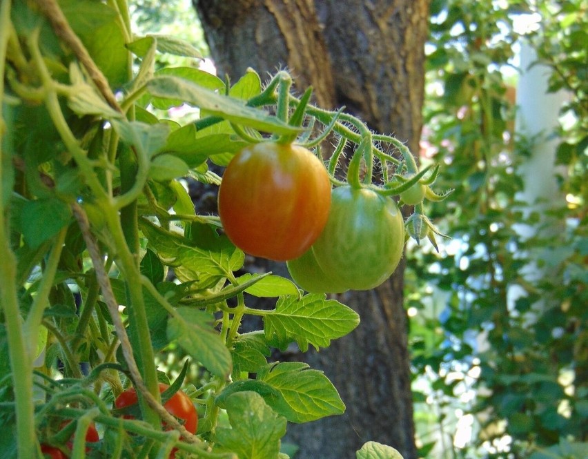 Pomidory można uprawiać w gruncie, ale warto wiedzieć, że...