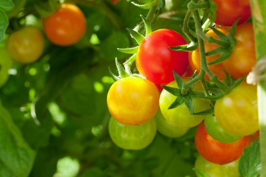 Pomidory dzieli się na różne typy, m.in. ze względu na...