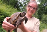 Żółwie od przemytników opuszczą  zaplecze i dostaną wygodny dom 