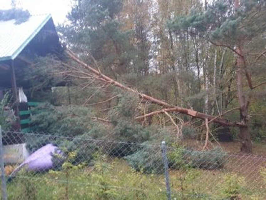 W Nowych Polaszkach drzewo spadło na domek letniskowy [ZDJĘCIA]