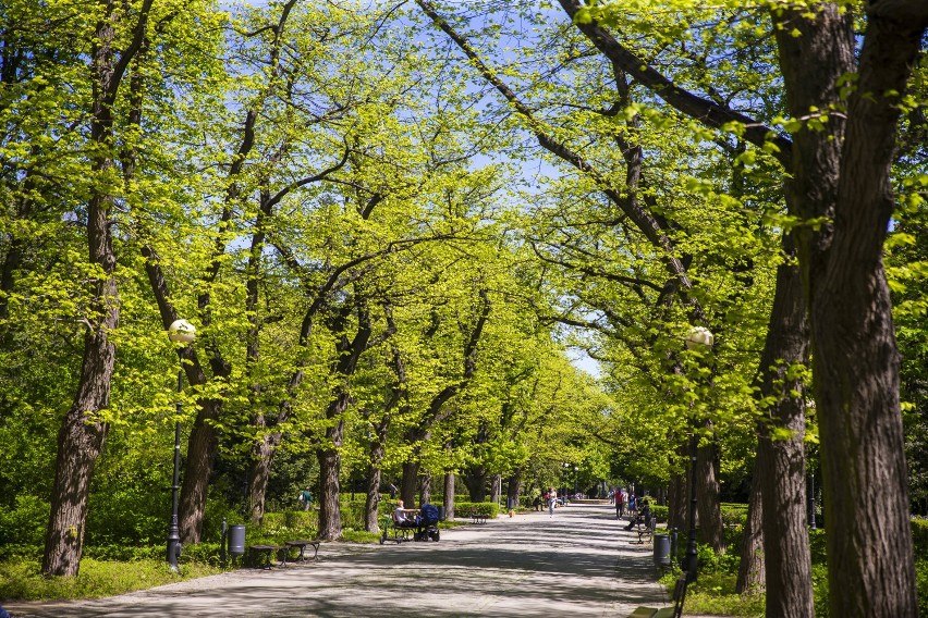 Park Dreszera w Warszawie. Wielkie drzewa dają mnóstwo cienia i chłód. Tam ucieknij od upałów w mieście! 