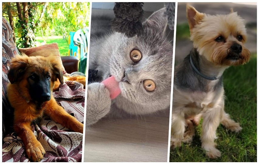 Najpiękniejsze psy, koty i inne zwierzaki z Sycowa i okolic. Zobacz zdjęcia czytelników!