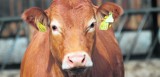 Z gospodarstwa w Sycynie uciekło 13 krów. Trwają poszukiwania zaginionych jałówek