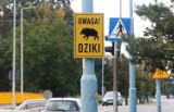 Problem dzików w Krakowie? "Wpuśćmy wilki" - List Czytelnika