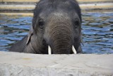Gorąco? Młode słonie ze śląskiego ZOO mają niezawodny sposób na upały ZDJĘCIA