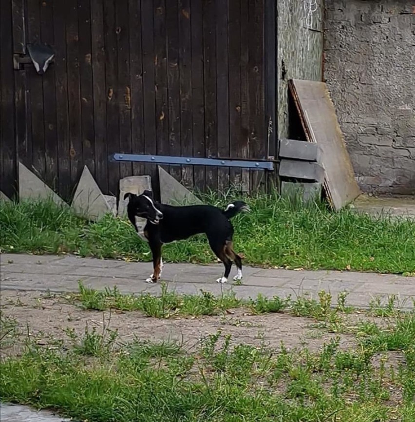 W Wągrowcu zaginął pies. Rodzina prosi o pomoc w odnalezieniu zwierzęcia 