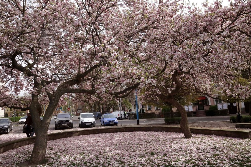 Kwitną magnolie w Legnicy, największe rosną na skwerze Orląt Lwowskich