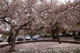 Kwitną magnolie w Legnicy, największe rosną na skwerze Orląt Lwowskich, zdjecia