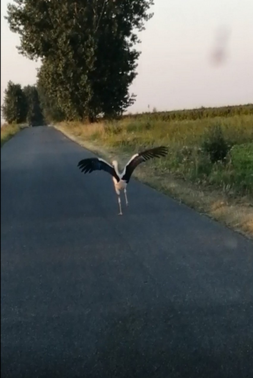 Młode bociany uczą się latać. Jeden z nich uczył się przed naszą kamerą [FILM]