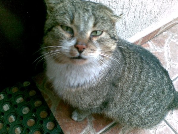 Mój przyjaciel Mruczas :) Żaden kot nie potrafi tak mruczeć.